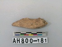 藏品(獸下顎骨)的圖片